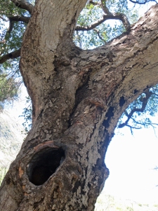 tree-with-hole